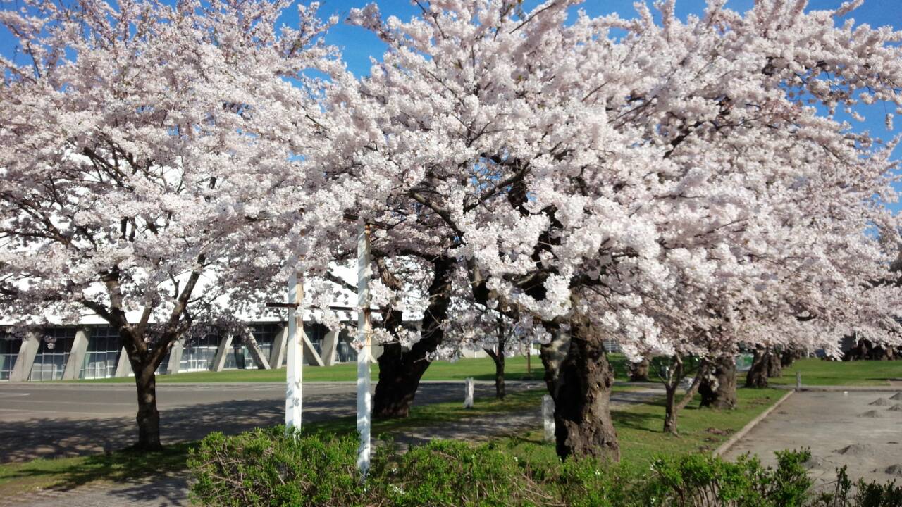 樹海ドームの桜 晴れた日 なっぽれかっぽれ ハンドメイド雑貨 Nappole Cappole